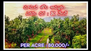 100 acre mango orchard per sale || 80,000/- #hyderabad -80 km  bhaskar gandla properties subscribe