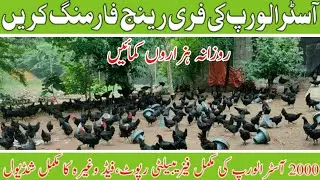 Free Range Australorp Farming In Pakistan||Australorp Chickens In Pakistan|Australorp Farming In Pak