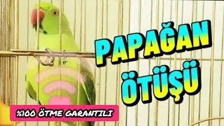 Milli Futbolcu Cako Antreman Yapıyor | Pakistan Papağanı Sesi (%100 Ötme Garanti)