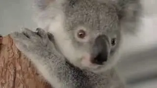 Be brave and shave - Australia Zoo Wildlife Hospital patient Taylor did!