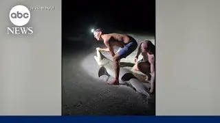 Man bitten while taking photo with shark in Florida