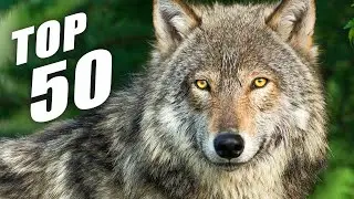 TOP 50 / Most Beautiful Exotic Jungle Animals 60FPS 8K ULTRA HD
