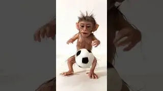 Cute baby monkey playing football #cute #baby #babymonkey #football