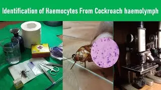 Identification of Blood Cells From Cockroach Haemolymph I Insect Haemocyte I Cockroach in 1 Shot