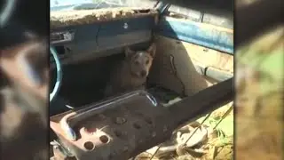Dog rescue saves 19 dogs from poor conditions on mesa property