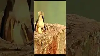 making nest myna bird , myna bird sound | #shortvideo #birds #worldwildlife  #mynabird
