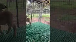 High tech plastic goat  farm floor mats🐏🐐☘️🌿😉 #goathusbandry #farming #youtubeshorts #shortvideo