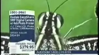 Animal Identification Fail