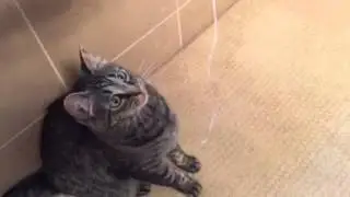 How to go thru lots of dental floss -- with Simon