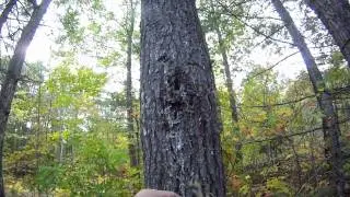 Proper way to attach Stepp Ladder step to a tree