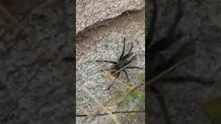 Tarantula climbing a rock