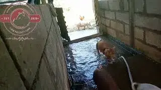ka kam kaba manka sngi #ritiyo livestock pig farm meghalaya ribhoi district