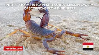 Intense storms in Egypt unleashed a massive swarm of scorpions from their nests, stinging 450 people
