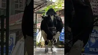 SAPI KURBAN IRFAN HAKIM DI TAHUN 2024 #shorts #artis #sapi #sapijumbo #shortvideo  #viralvideo