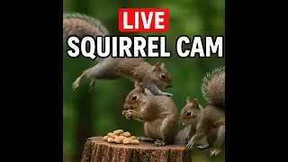 Blue Ridge LIVE &ndash; Squirrel Frenzy in HD!