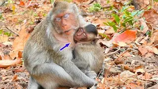 Oh hoo...Baby monkey Emilo has feels so cold - he tries to hug mom to warm him