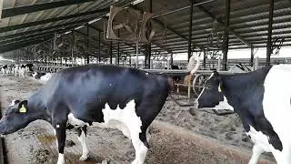Dairy farm Cow pushing hard to poop