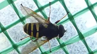 Bog Hoverfly - Sericomyia silentis - Sveifflugur - Sveifur - Flugur - Skord&yacute;r - Kvenfluga