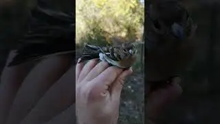 FAVORITE BIRD 🐦Brambling (Fringilla montifringilla) 🐦 #shorts
