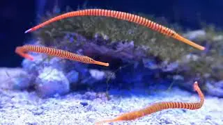 Candy Pipefish