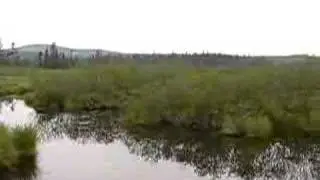 Mink Frogs Calling