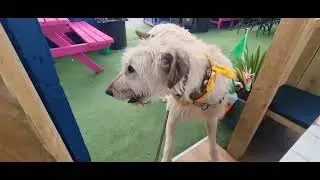 Doggy Dyson.  Creamy head of Guinness camo girl eats buttery scones.
