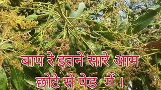 Rare Variety Of Mango. Mango Flowering Start .