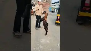Deonar Bakra Mandi 2025 #bakra #shorts