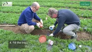 How to set a pitfall trap to assess spiders and predatory beetles
