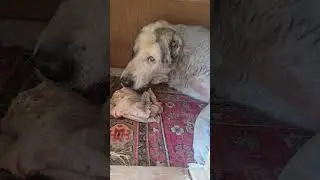 Боссик старичок наш, доволен, сегодня  Ташкент #приюткарипиди #приютдлясобак #приютдляживотных