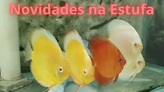 Novas Matrizes na Acaraguto! Qualidade TOP! 💎🐠