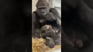 Cincinnati Zoo celebrates baby gorilla Mboka Jo