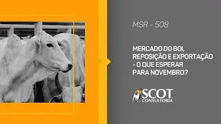 Mercado Sem Rodeios - Ep 508 - Mercado do boi, reposição e exportação - o que esperar para novembro?