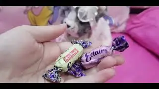 Today me and my cat opening an princess surprise egg 😊🐈