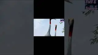 Largest bird of the  word  l  sarrus crane bird