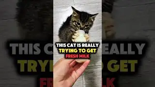 This Impatient Cat Jumps for Milk and Ends Up Hanging on the Bottle #shorts