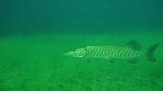 Autumn dive with perch, catfish and pike