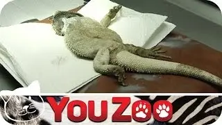Der Reptiliendoc - Bartagame unterm Messer │YouZoo