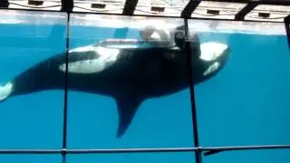 Killer whale love