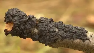 Black Witches' Butter