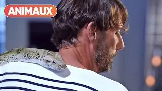 Ce python molure adopte Laurent K&eacute;rusor&eacute;