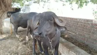 Daily rural life in gujarat || gamda ni moj