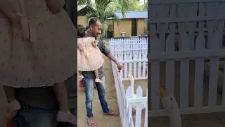 Just Missed #destinygo #shortsfeed #shortsviral #shortvideo #shorts #short #viral #youtubeshorts