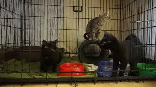 Przeżyły panleukopenię -  kociaki do adopcji