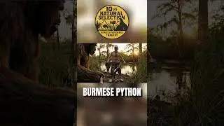 Bigfoot Vlog &ndash; IQ vs. Natural Selection: Python