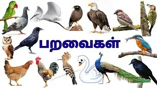 பறவைகளின் பெயர்கள்|Birds Name in Tamil|Kids educational video@KuttyChuttyTv ​