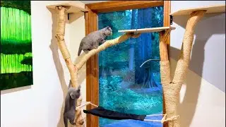 Custom Cat Tree with Branches &ndash; Watch Our Kittens Explore