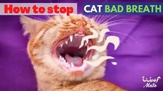 How to Stop Your Cat's Bad Breath: Expert Tips and Advice