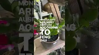 Feng shui money plants are auspicious to have in your living space #fengshui #fengshuitips #plants
