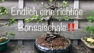 Die richtige!?!? Bonsai Schale f&uuml;r den Purgier Kreuzdorn Bonsai oder Kleinholz 2024-20